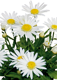 Leucanthemum x superbum 'Angel Daisy'